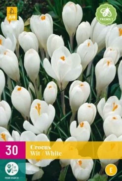 Krokus Wit (30 Stück) | Krokuszwiebeln Von Jub Holland