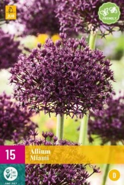 Zierlauch Miami (15 Stück) | Alliumzwiebeln Von Jub Holland
