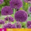 Zierlauch Purple Sensation (15 Stück) | Alliumzwiebeln Von Jub Holland -Elho Compo Geschaft 560011 Zierlauch Purple Sensation 15 Stueck 323560 jb 0