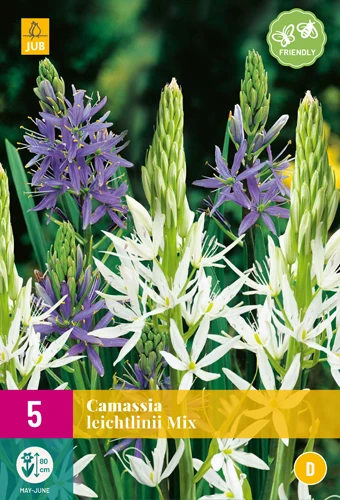 Blaue Prärielilie Mix (5 Stück) | Prärielilien Von Jub Holland 3 Blaue Prärielilie Mix (5 Stück) | Prärielilien Von Jub Holland