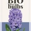 Hyazinthe Delft Blue (3 Stück) | BIO Hyazinthenzwiebeln Von Jub Holland