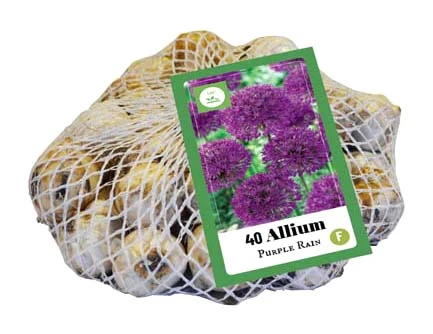 Zierlauch Purple Rain (40 Stück) | Alliumzwiebeln Von Jub Holland 3 Zierlauch Purple Rain (40 Stück) | Alliumzwiebeln Von Jub Holland