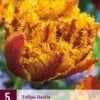 Tulpe Bastia (5 Stück) | Tulpenzwiebeln Von Jub Holland -Elho Compo Geschaft 560079 Tulpe Bastia 5 Stueck 313250 jb 0