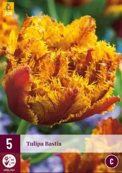 Tulpe Bastia (5 Stück) | Tulpenzwiebeln Von Jub Holland