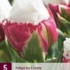 Tulpe Ice Cream (5 Stück) | Tulpenzwiebeln Von Jub Holland -Elho Compo Geschaft 560091 Tulpe Ice Cream 5 Stueck 313935 jb 0