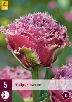 Tulpe Mascotte (5 Stück) | Tulpenzwiebeln Von Jub Holland