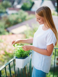 HARRY HERBS Kräutertopf Weiß | Kräutertöpfe Von Gusta Garden -Elho Compo Geschaft 560336 HARRY HERBS weiss 102B10 gg 1