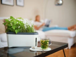 HARRY HERBS Kräutertopf Weiß | Kräutertöpfe Von Gusta Garden -Elho Compo Geschaft 560336 HARRY HERBS weiss 102B10 gg 7