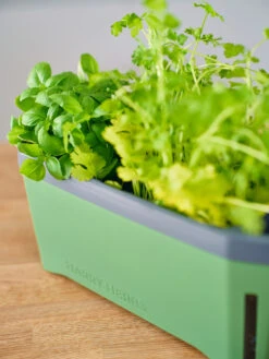 HARRY HERBS Kräutertopf Dunkelgrün | Kräutertöpfe Von Gusta Garden -Elho Compo Geschaft 560338 HARRY HERBS dunkelgruen 103B10 gg 3