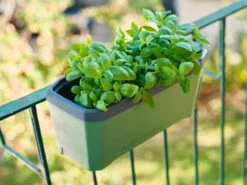 HARRY HERBS Kräutertopf Dunkelgrün | Kräutertöpfe Von Gusta Garden -Elho Compo Geschaft 560338 HARRY HERBS dunkelgruen 103B10 gg 7