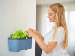 HARRY HERBS Kräutertopf Blau | Kräutertöpfe Von Gusta Garden -Elho Compo Geschaft 560340 HARRY HERBS blau 104B10 gg 3