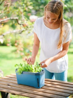 HARRY HERBS Kräutertopf Blau | Kräutertöpfe Von Gusta Garden -Elho Compo Geschaft 560340 HARRY HERBS blau 104B10 gg 4