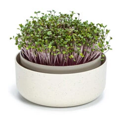 Sprossenschale | Keimschalen Von Plastia -Elho Compo Geschaft 561275 Sprossenschale 1606711640 pa parent 0