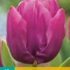 Tulpe Purple Prince (10 Stück) | Tulpenzwiebeln Von Jub Holland -Elho Compo Geschaft 561634 Tulpe Purple Prince 10 Stueck 301285 jb 0