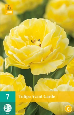 Tulpe Avant Garde (7 Stück) | Gefüllte Tulpen Von Jub Holland 3 Tulpe Avant Garde (7 Stück) | Gefüllte Tulpen Von Jub Holland