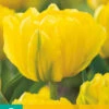 Tulpe Marie Jo (7 Stück) | Gefüllte Tulpen Von Jub Holland -Elho Compo Geschaft 561636 Tulpe Marie Jo 7 Stueck 301455 jb 0