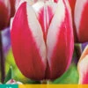 Tulpe Guus Papendrecht (10 Stück) | Triumph-Tulpen Von Jub Holland -Elho Compo Geschaft 561638 Tulpe Guus Papendrecht 10 Stueck 301730 jb 0