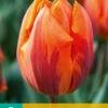 Tulpe Hermitage (7 Stück) | Triumph-Tulpen Von Jub Holland -Elho Compo Geschaft 561639 Tulpe Hermitage 7 Stueck 301765 jb 0