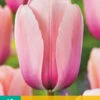 Tulpe Salmon Impression (10 Stück) | Darwin-Hybrid-Tulpen Von Jub Holland -Elho Compo Geschaft 561642 Tulpe Salmon Impression 10 Stueck 302360 jb 0