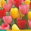 Tulpen Mischung (10 Stück) | Darwin-Hybrid-Tulpen Von Jub Holland -Elho Compo Geschaft 561643 Tulpen Mischung 10 Stueck 302410 jb 0