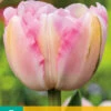 Tulpe Finola (7 Stück) | Gefüllte Tulpen Von Jub Holland -Elho Compo Geschaft 561646 Tulpe Finola 7 Stueck 304070 jb 0
