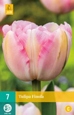 Tulpe Finola (7 Stück) | Gefüllte Tulpen Von Jub Holland