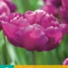 Tulpe Mariola (7 Stück) | Gefüllte Tulpen Von Jub Holland -Elho Compo Geschaft 561647 Tulpe Mariola 7 Stueck 304110 jb 0