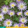 Anemone Blanda Charmer (15 Stück) | Anemonenknollen Von Jub Holland -Elho Compo Geschaft 561657 Anemone Blanda Charmer 15 Stueck 308560 jb 0