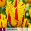 Tulpe Phantom (5 Stück) | Tulpenzwiebeln Von Jub Holland -Elho Compo Geschaft 561670 Tulpe Phantom 5 Stueck 314280 jb 0