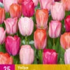 Tulpe Positive Vibe (25 Stück) | Tulpenzwiebeln Von Jub Holland 2 Tulpe Positive Vibe (25 Stück) | Tulpenzwiebeln Von Jub Holland -Elho Compo Geschaft 561676 Tulpe Positive Vibe 25 Stueck 322595 jb 0