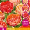 Tulpe Gudoshnik Double (15 Stück) | Tulpenzwiebeln Von Jub Holland -Elho Compo Geschaft 561677 Tulpe Gudoshnik Double 15 Stueck 324510 jb 0