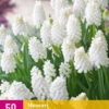 Muscari White Magic (50 Stück) | Traubenhyazinthen Von Jub Holland -Elho Compo Geschaft 561682 Muscari White Magic 50 Stueck 323865 jb 0