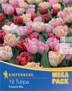Gefüllte Frühe Tulpen Foxtrot Mischung (12 Stück) | Gefüllte Tulpen Von Kiepenkerl