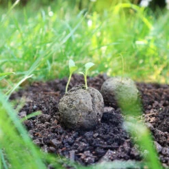 Samenbomben Urlaub Auf Balkonien (6 Stück) | Blumensamenmischung Von FLORTUS -Elho Compo Geschaft 562167 Samenbomben Urlaub auf Balkonien 6 Stueck 2000 1058 6