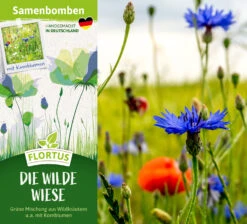 Samenbomben Die Wilde Wiese (6 Stück) | Wildblumenwiese Von FLORTUS -Elho Compo Geschaft 562168 Samenbomben Die wilde Wiese 6 Stueck 2000 1059 2