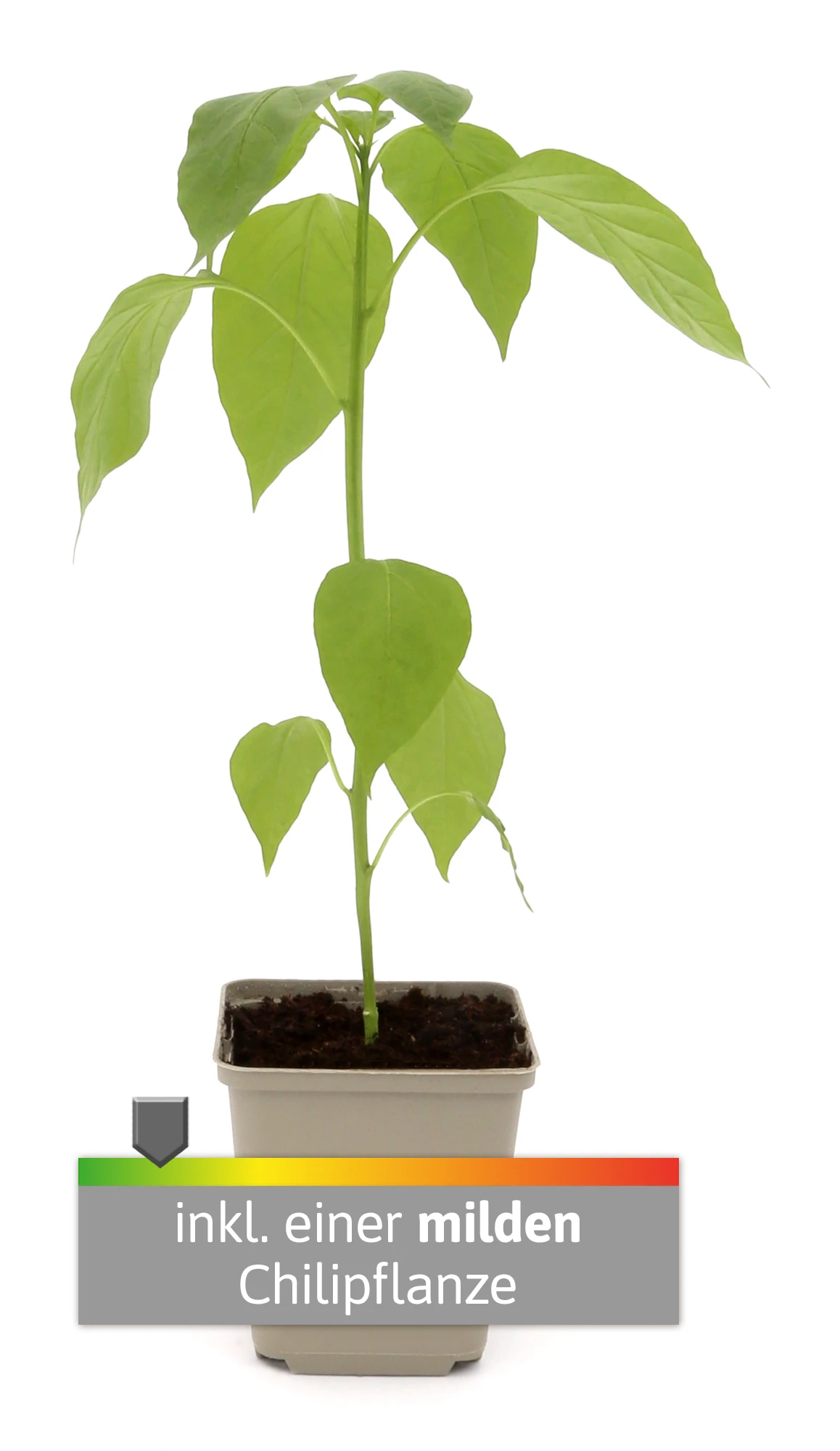 Charly Chili Chilitopf Inkl. Chilipflanze | Pflanzsets Von Gusta Garden X Chilivielfalt 3 Charly Chili Chilitopf Inkl. Chilipflanze | Pflanzsets Von Gusta Garden X Chilivielfalt