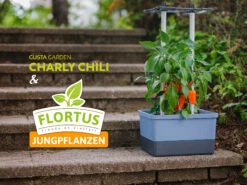 Charly Chili Chilitopf Inkl. Chilipflanze | Pflanzsets Von Gusta Garden X Chilivielfalt 11 Charly Chili Chilitopf Inkl. Chilipflanze | Pflanzsets Von Gusta Garden X Chilivielfalt -Elho Compo Geschaft 562593 Charly Chili Chilitopf inkl Chilipflanze 7600 6501 7 15
