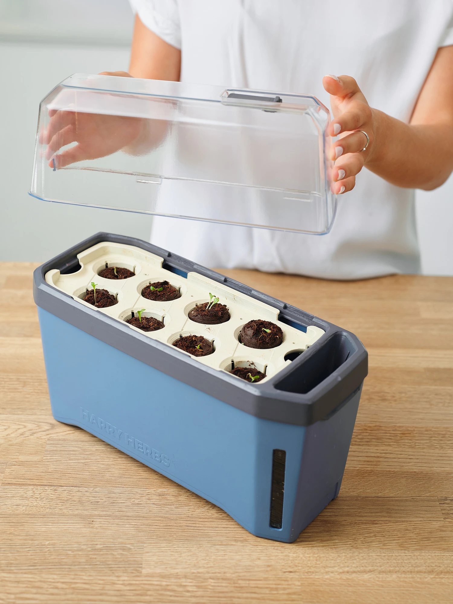 HARRY HERBS & FLORTUS Kräuter Set | Anzuchtsets Von FLORTUS 6 HARRY HERBS & FLORTUS Kräuter Set | Anzuchtsets Von FLORTUS – Bild 4