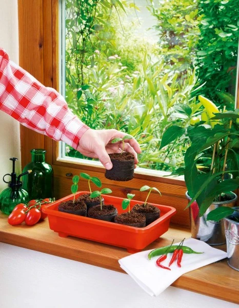 Zimmergewächshaus Veggie | Zimmergewächshaus Von Romberg 4 Zimmergewächshaus Veggie | Zimmergewächshaus Von Romberg – Bild 2